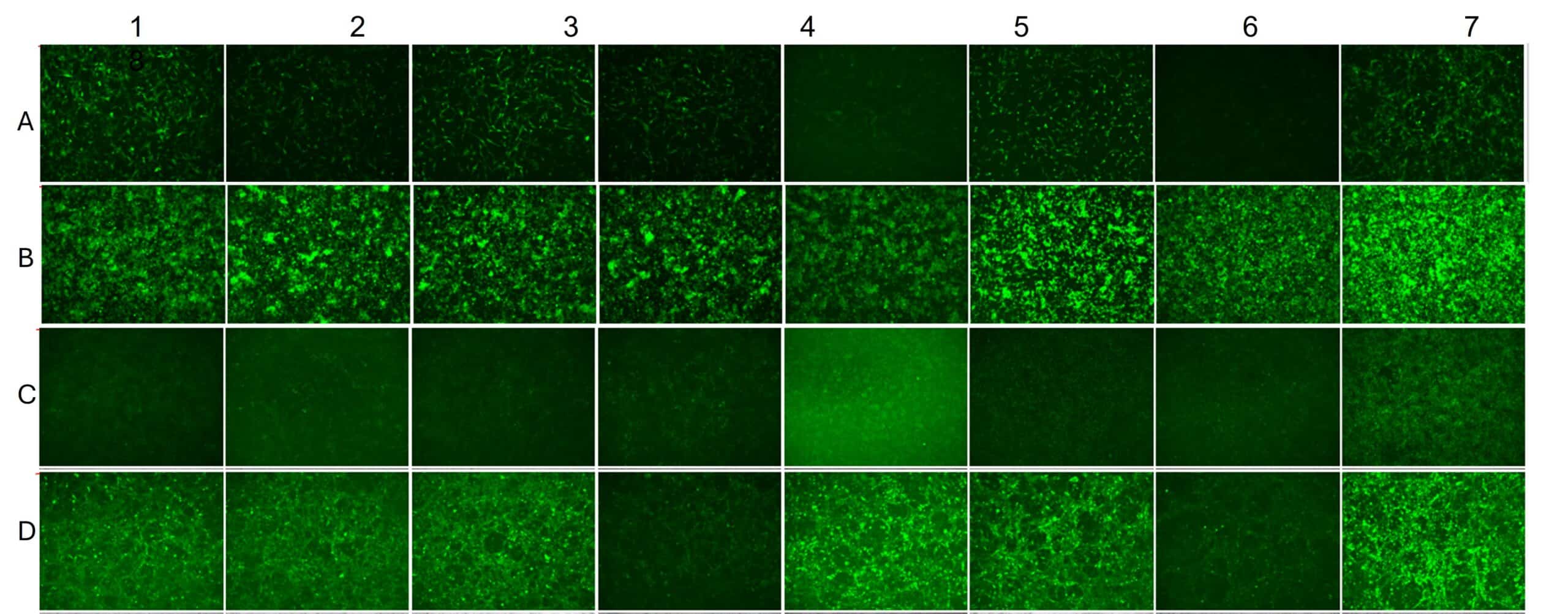 Fluorescent microscopy image panel of RNA-LNP formulation screening studies with 8 different formulations.