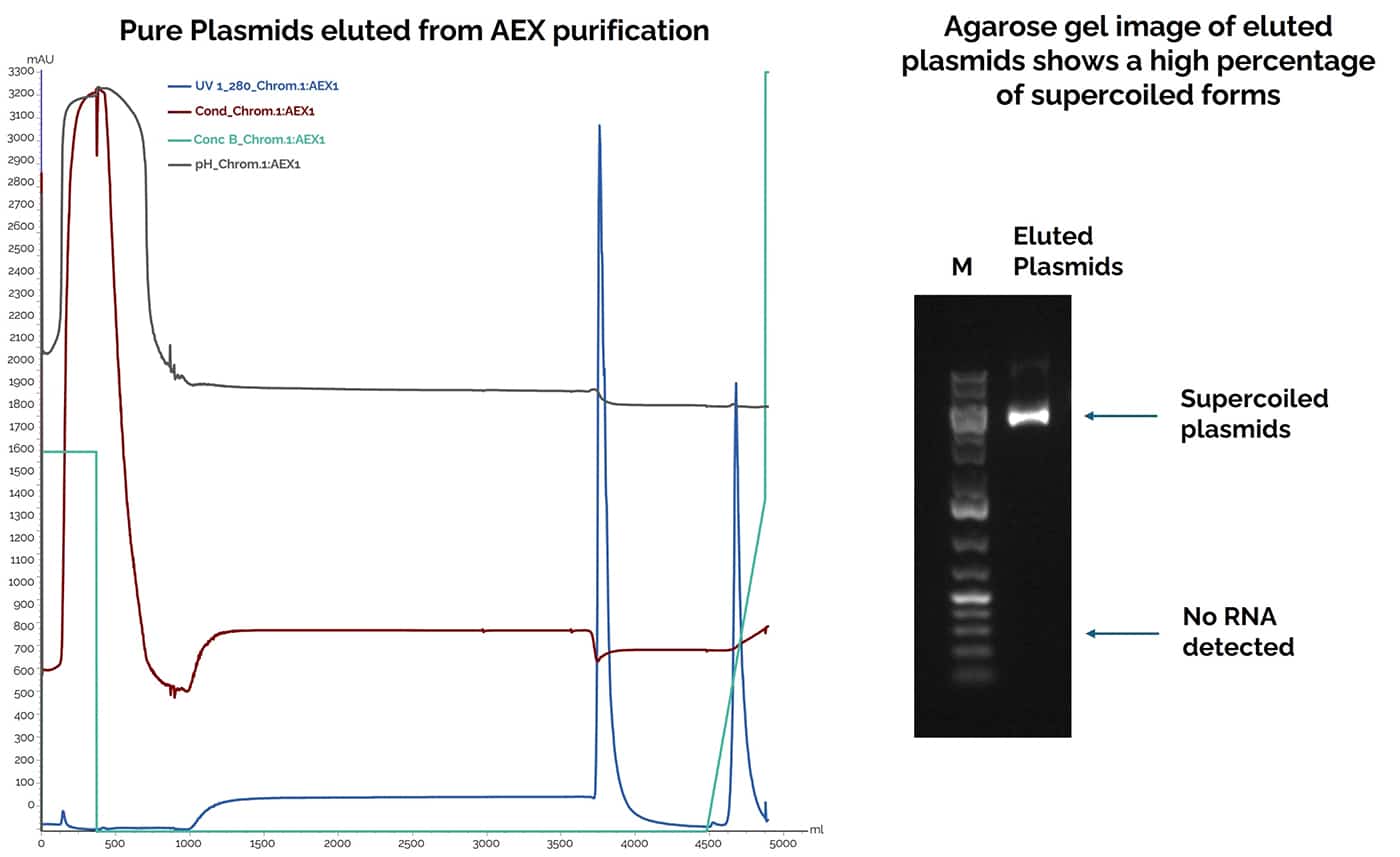 Line graph and agarose gel depicting the high-quality and purity of uBriGene produced plasmids.