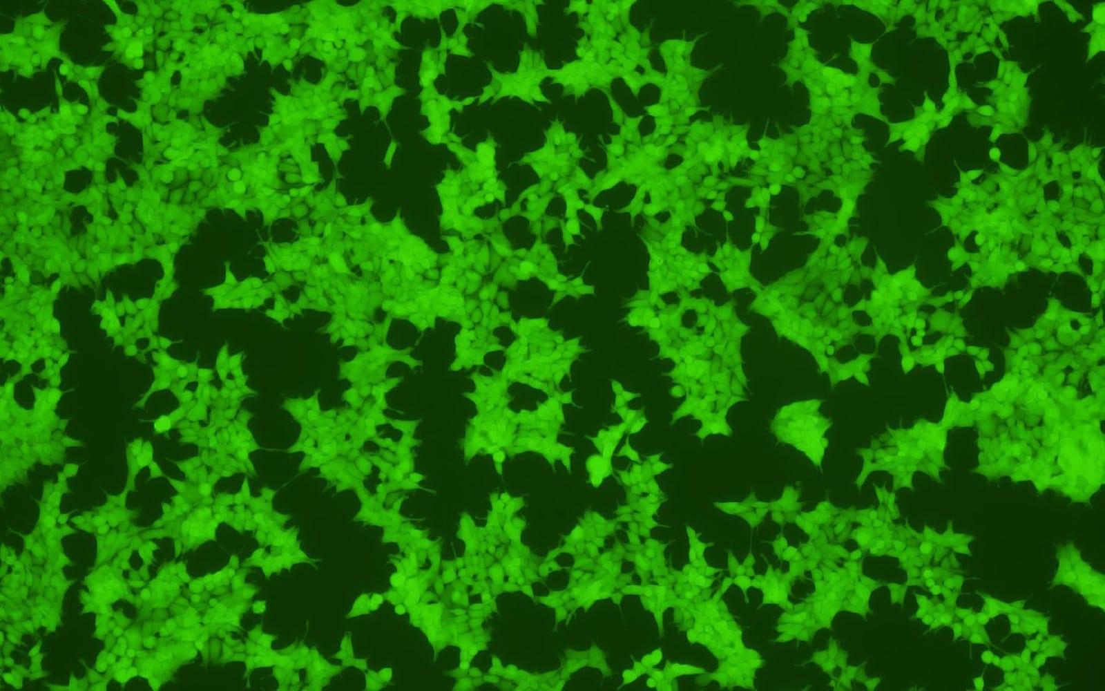 Fluorescent microscopy image of eGFP being highly expressed in cells with uBriGene produced mRNA-LNP.