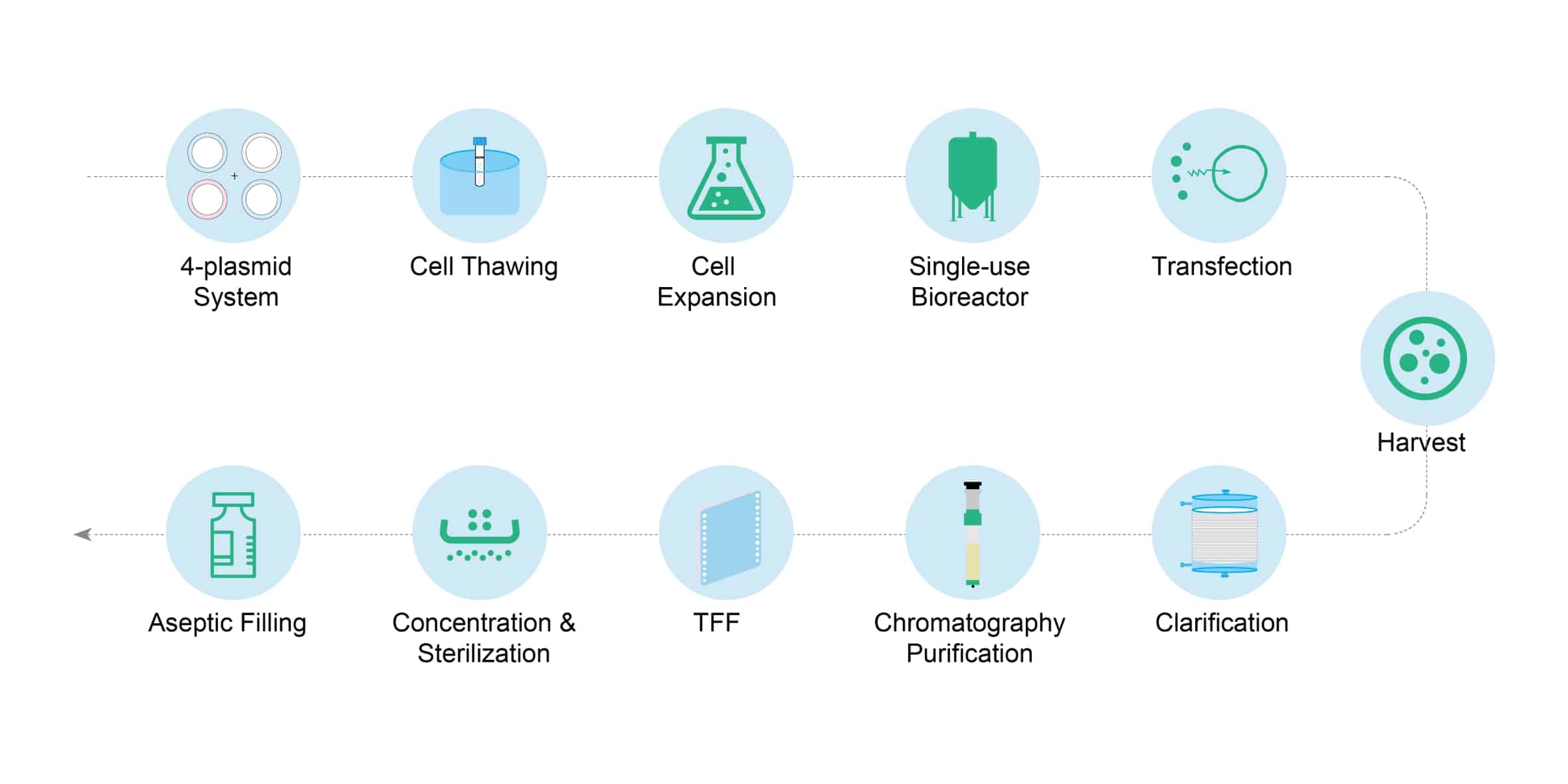 uBriGene's GMP lentivirus production workflow.