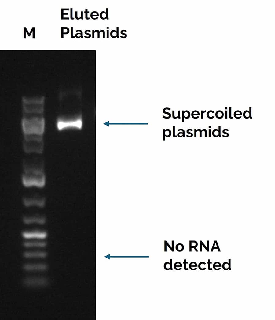 Agarose gel image of eluted plasmids showing a high percentage of supercoiled form.