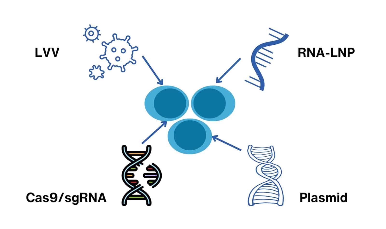 Diagram of CAR-T/CAR-NK gene modification tools. Plasmids, RNA-LNP (including mRNA, circRNA, and saRNA LNP), lentiviral vectors, and CRISPR.