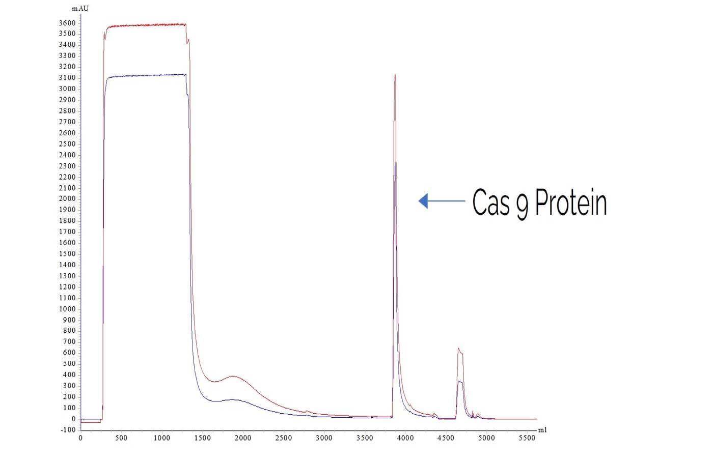 Cas9 elution profile during chromatographic purification.