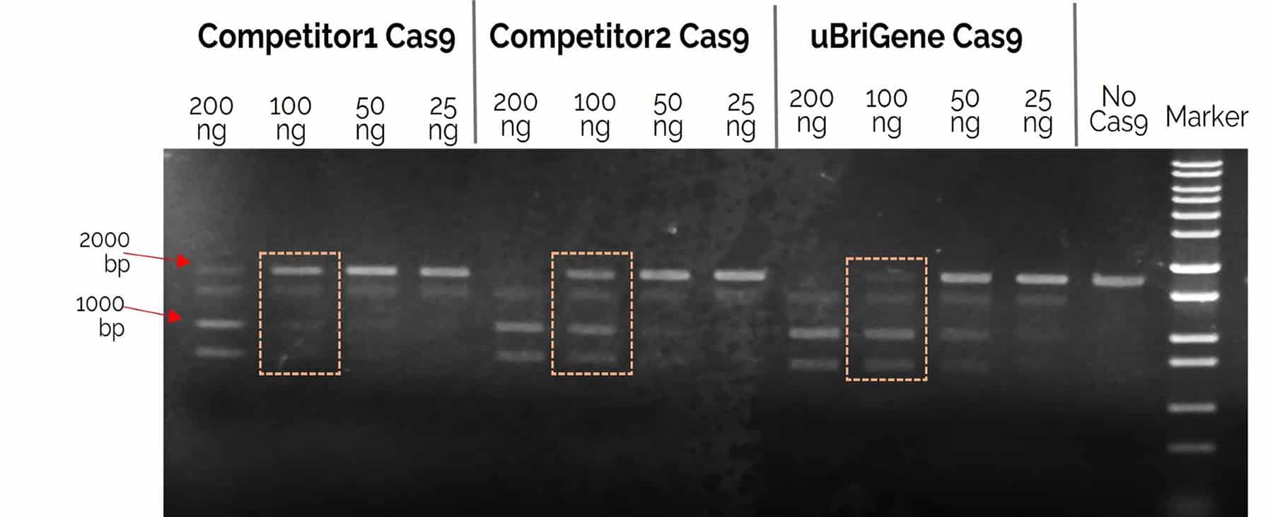 Agarose gel testing cutting efficiency of Cas9 proteins from uBriGene and two competitors.