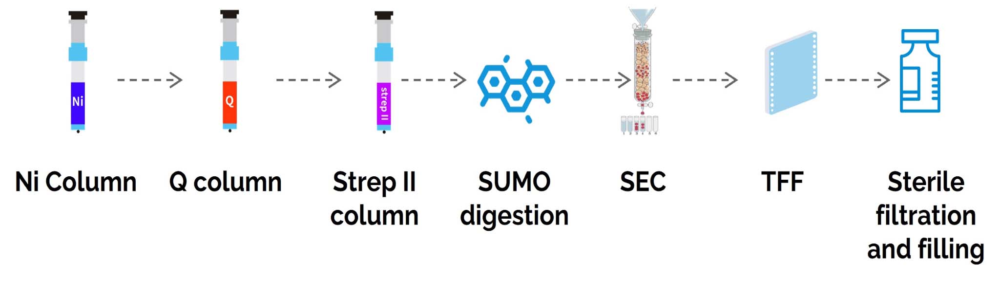 Diagram of CRISPR Cas protein purification process.