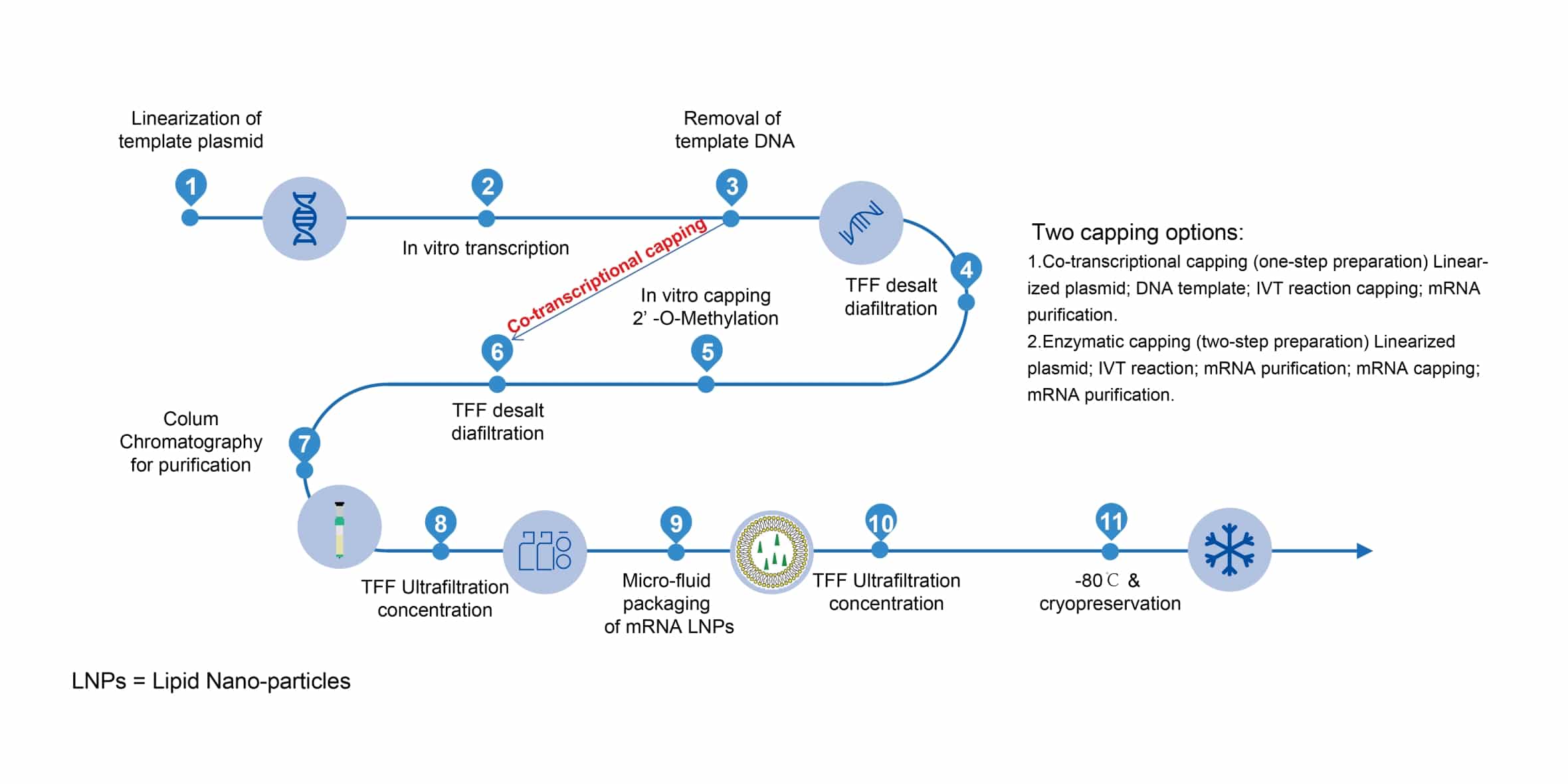 mRNA synthesis and LNP encapsulation flow chart.