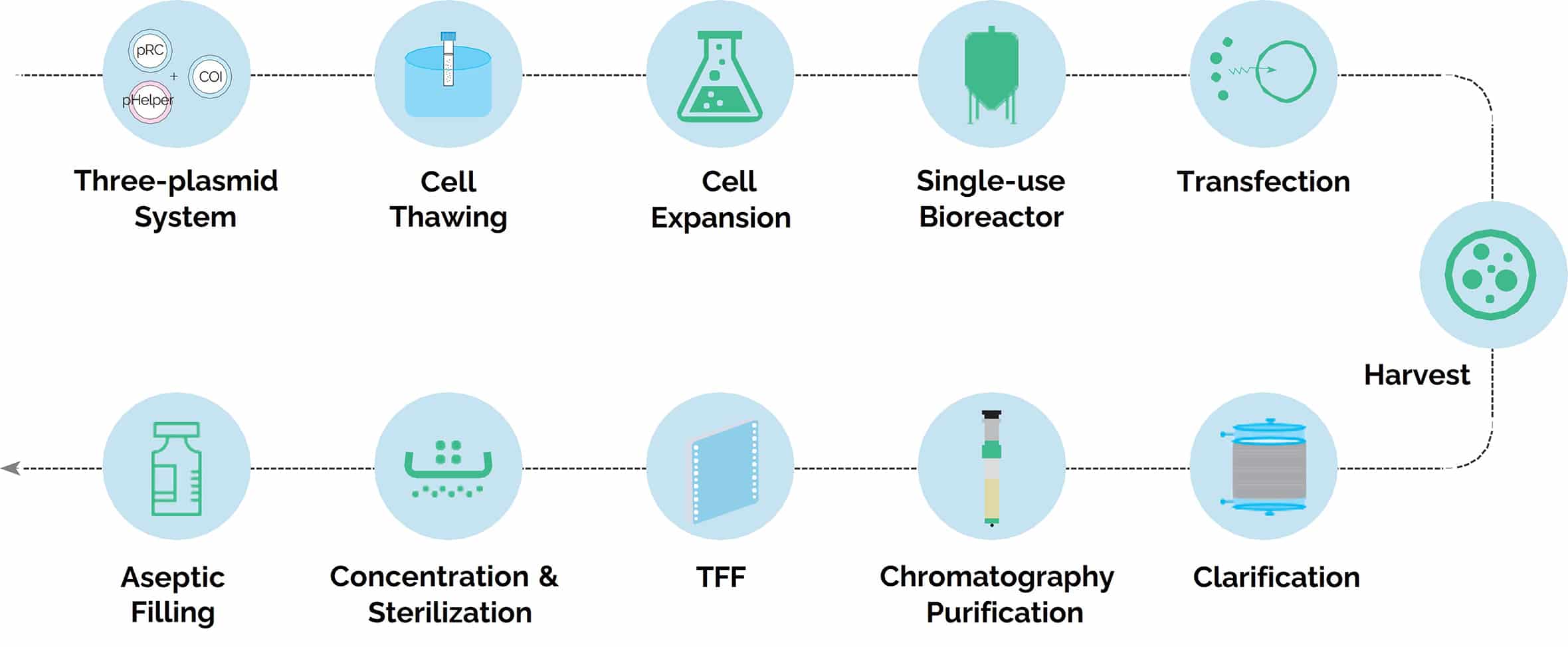 uBriGene's AAV GMP manufacturing workflow.