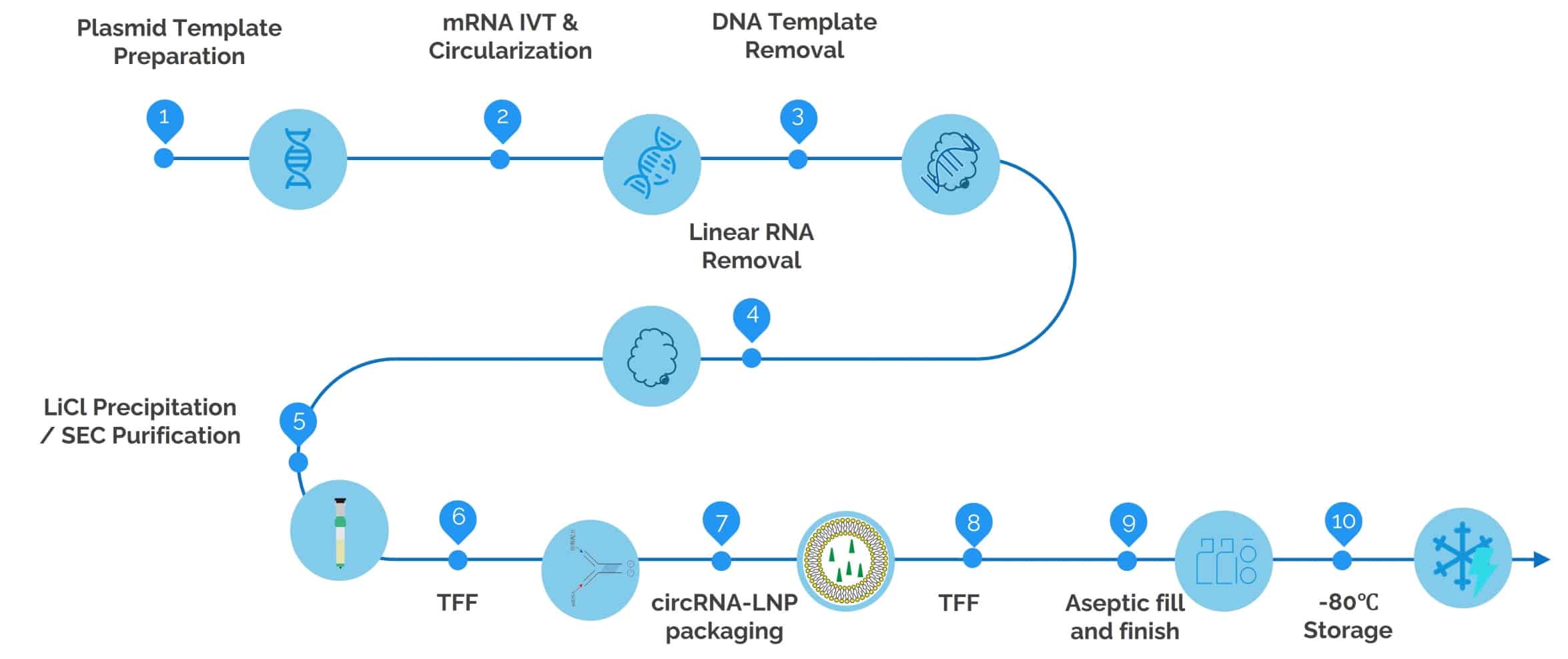 uBriGene's circRNA-LNP workflow.