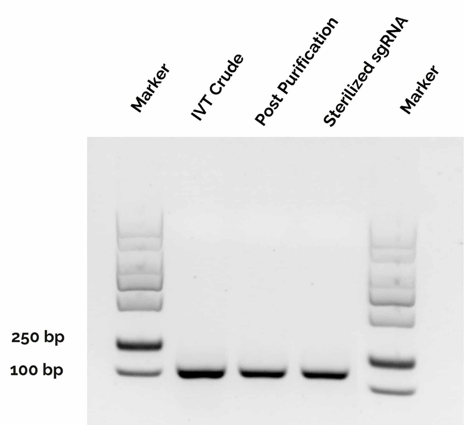 High purity of sgRNA by agarose gel electrophoresis.