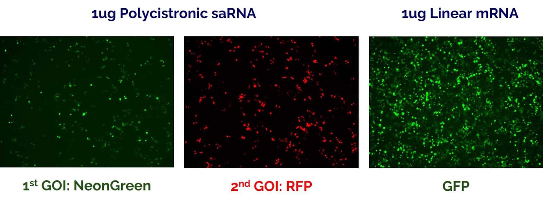 Fluorescent microscopy images showing high protein expression from polycistronic saRNA.