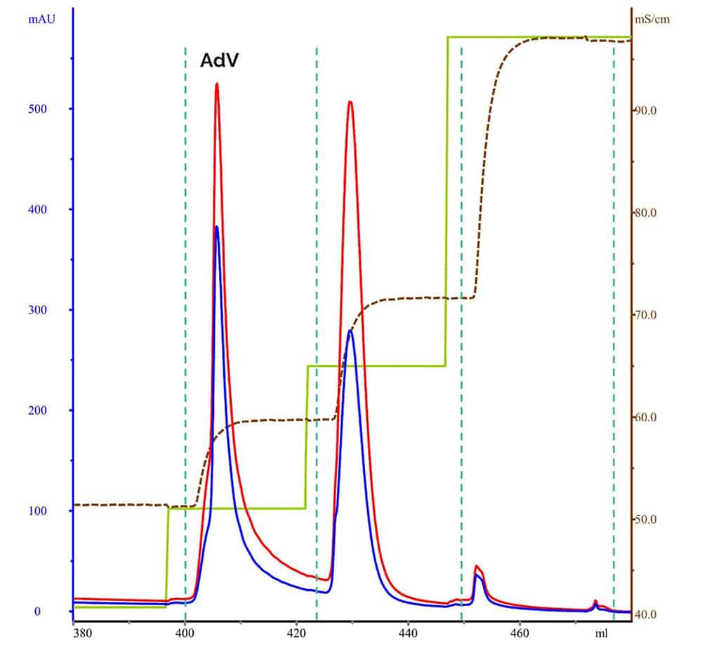 High-quality adenovirus elution profile after AEX chromatographic purification.