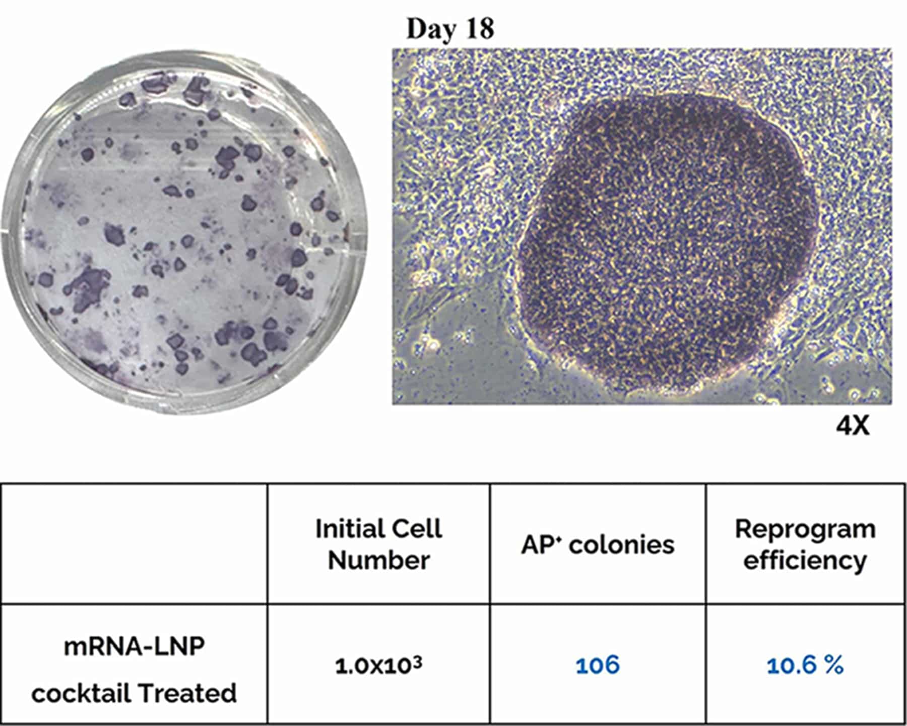 Quantified colony and morphology images of iPSCs generated using Human somatic fibroblasts by uBriGene.