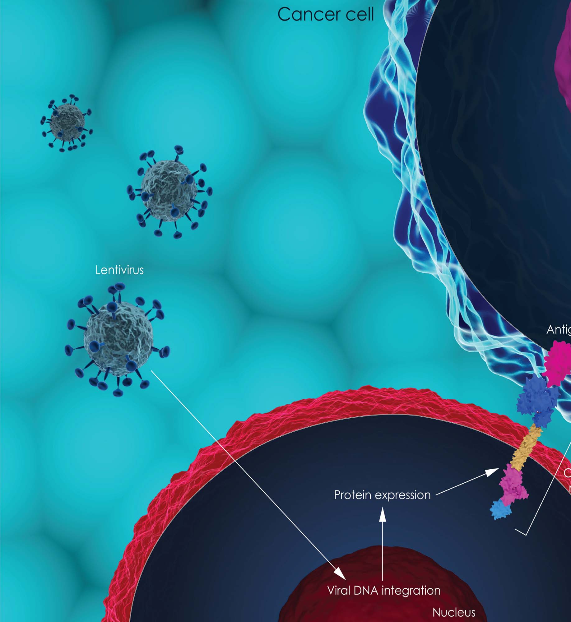 3D diagram of how lentivirus induces protein expression in a cell.