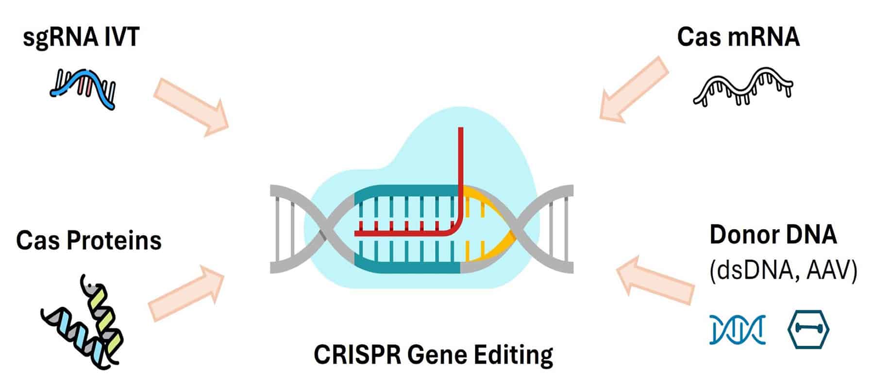 Digram of uBriGene's CRISPR gene editing tools.