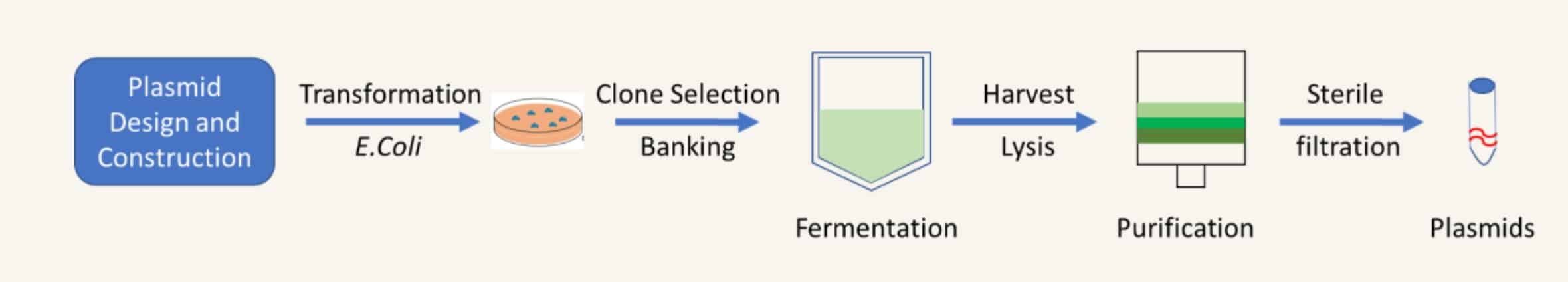 uBriGene's plasmid preparation service's workflow diagram.