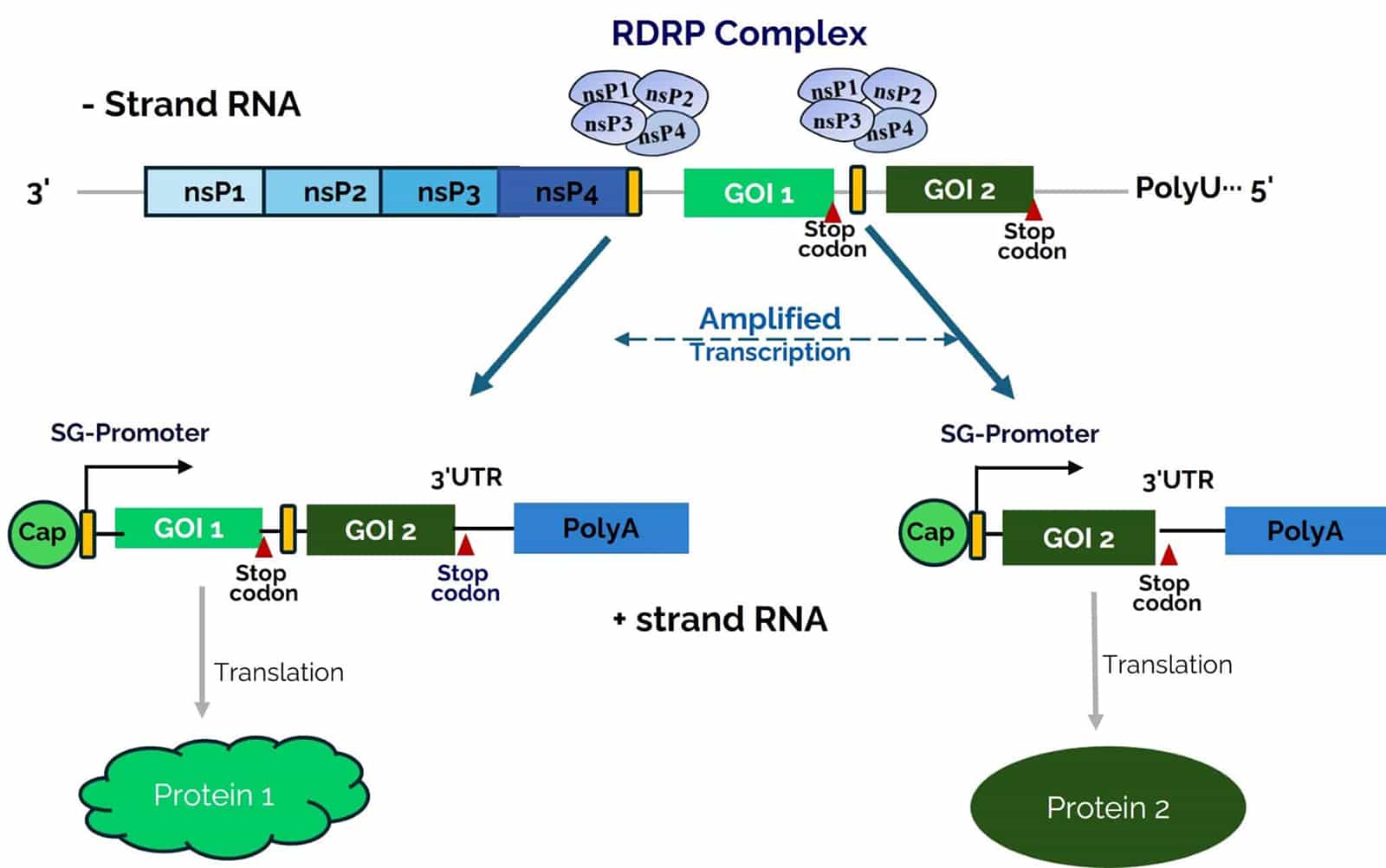 Diagram of polycistronic saRNA amplified transcription producing more than one protein from a single saRNA.