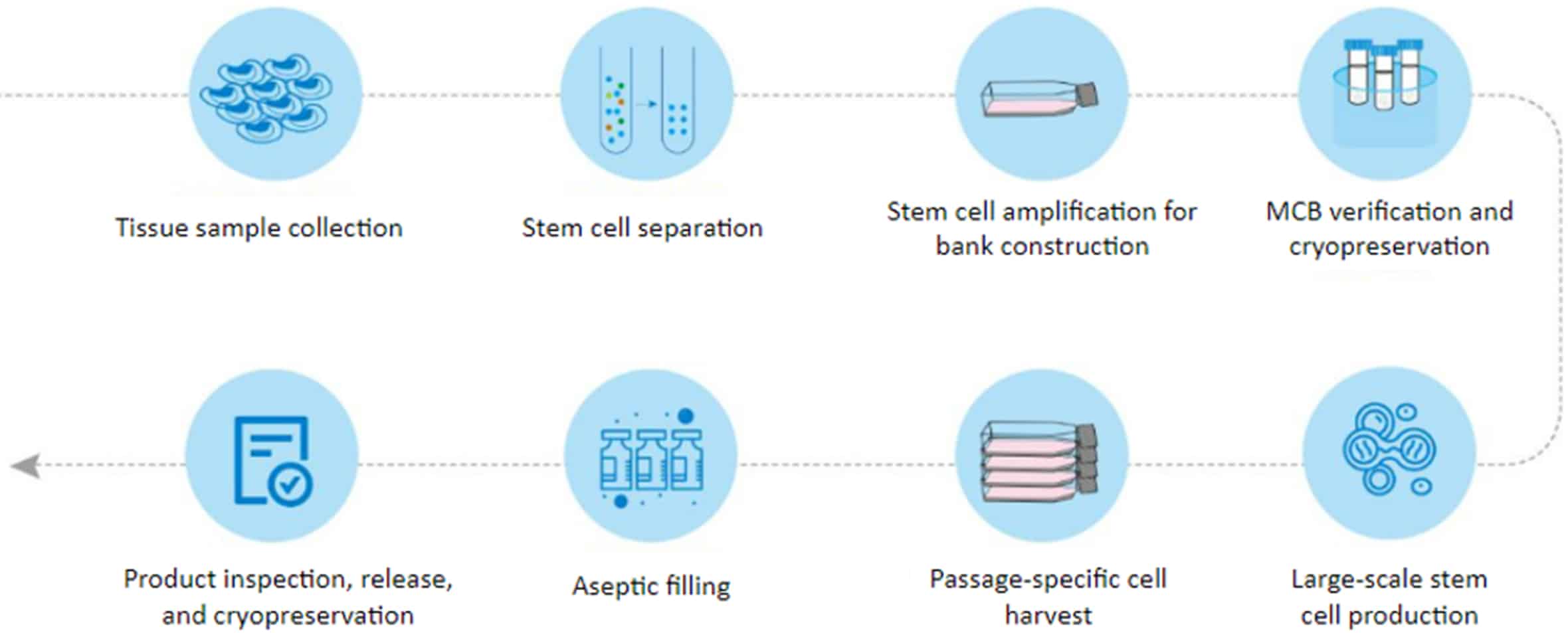 MSC GMP manufacturing workflow diagram.