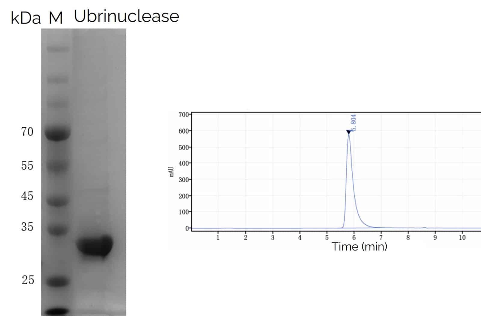 Pure Ubrinuclease™ Pan Endonuclease analyzed by SDS-PAGE and SEC-HPLC.