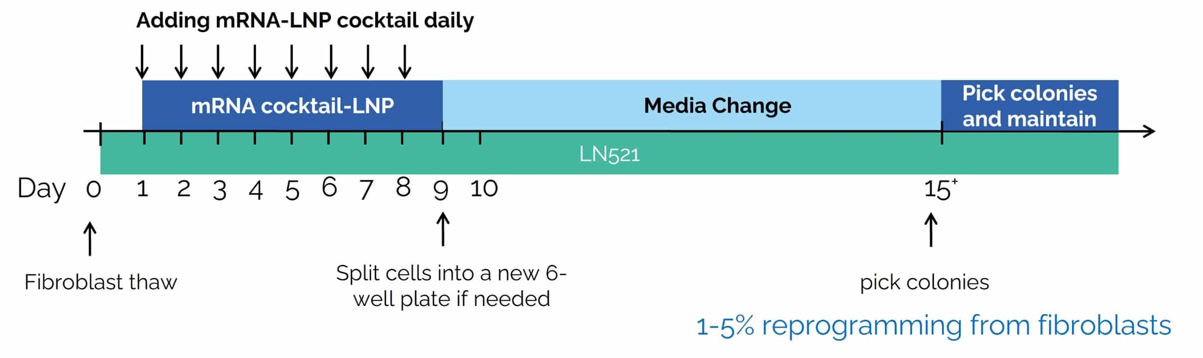 Timeline diagram of somatic cell reprogramming using uBriGene’s mRNA-LNP cocktail.