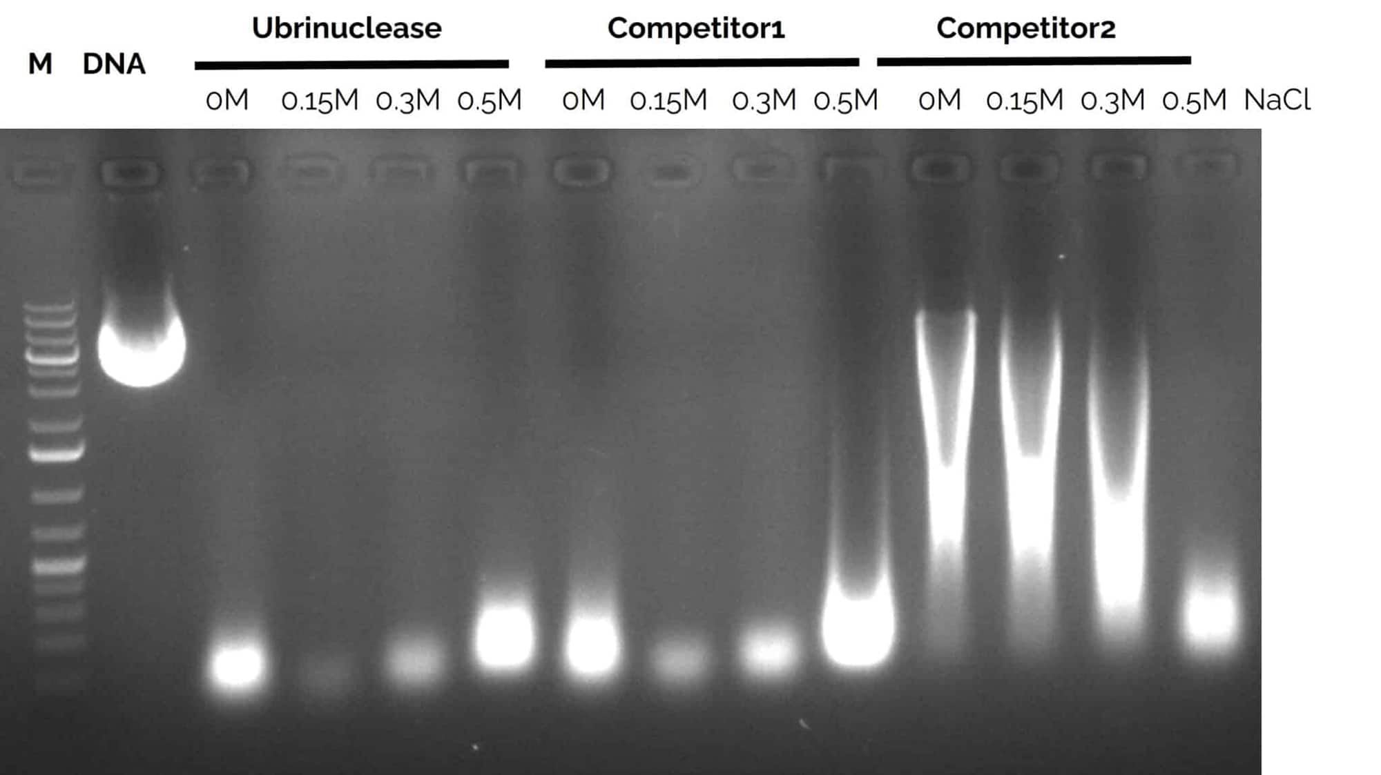 Agarose gel of Ubrinuclease™ demonstrating superior endonuclease activity.