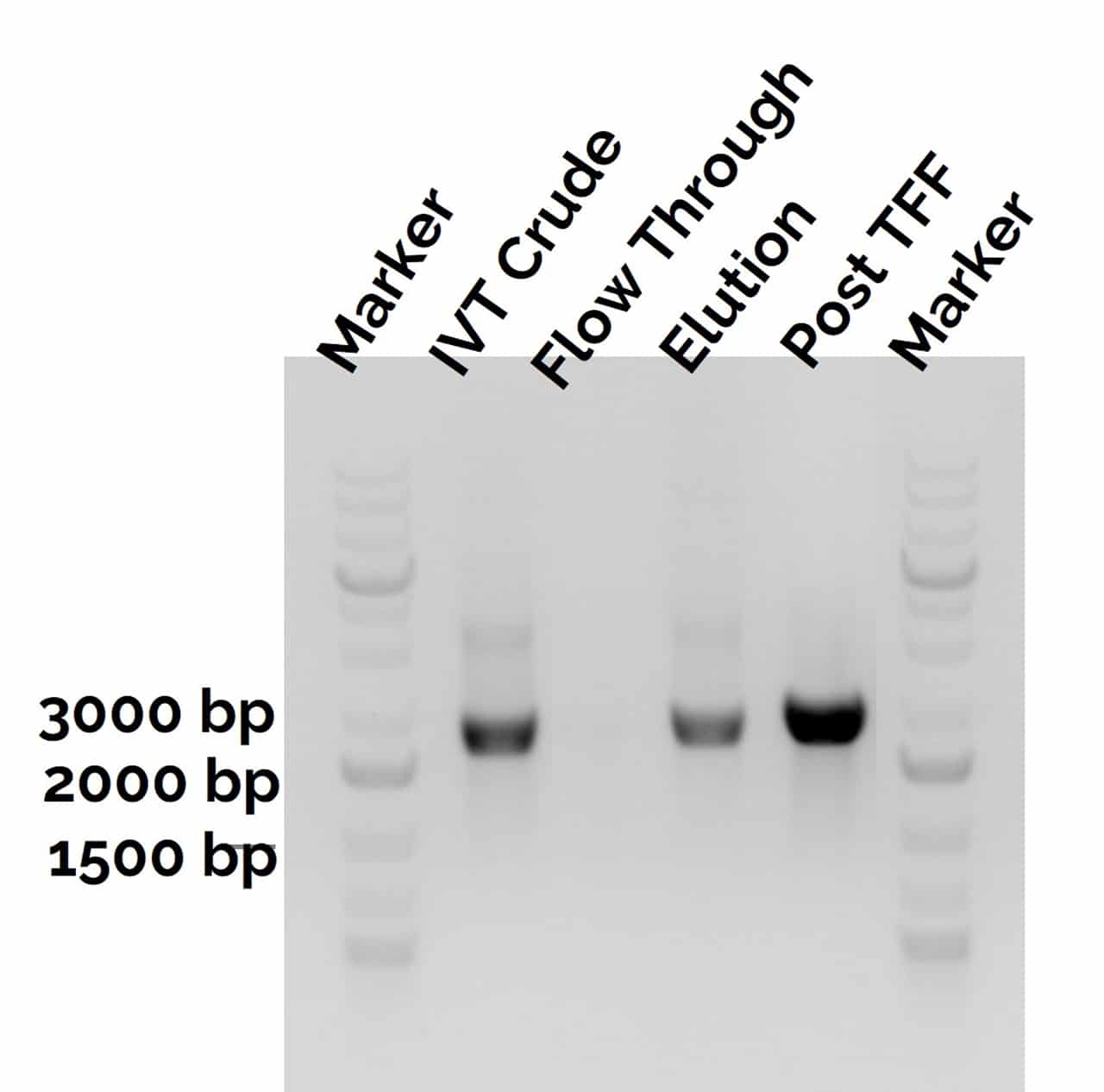 Agarose gel with crisp bands indicating ultra pure mRNA IVT samples before and after chromatography purification.