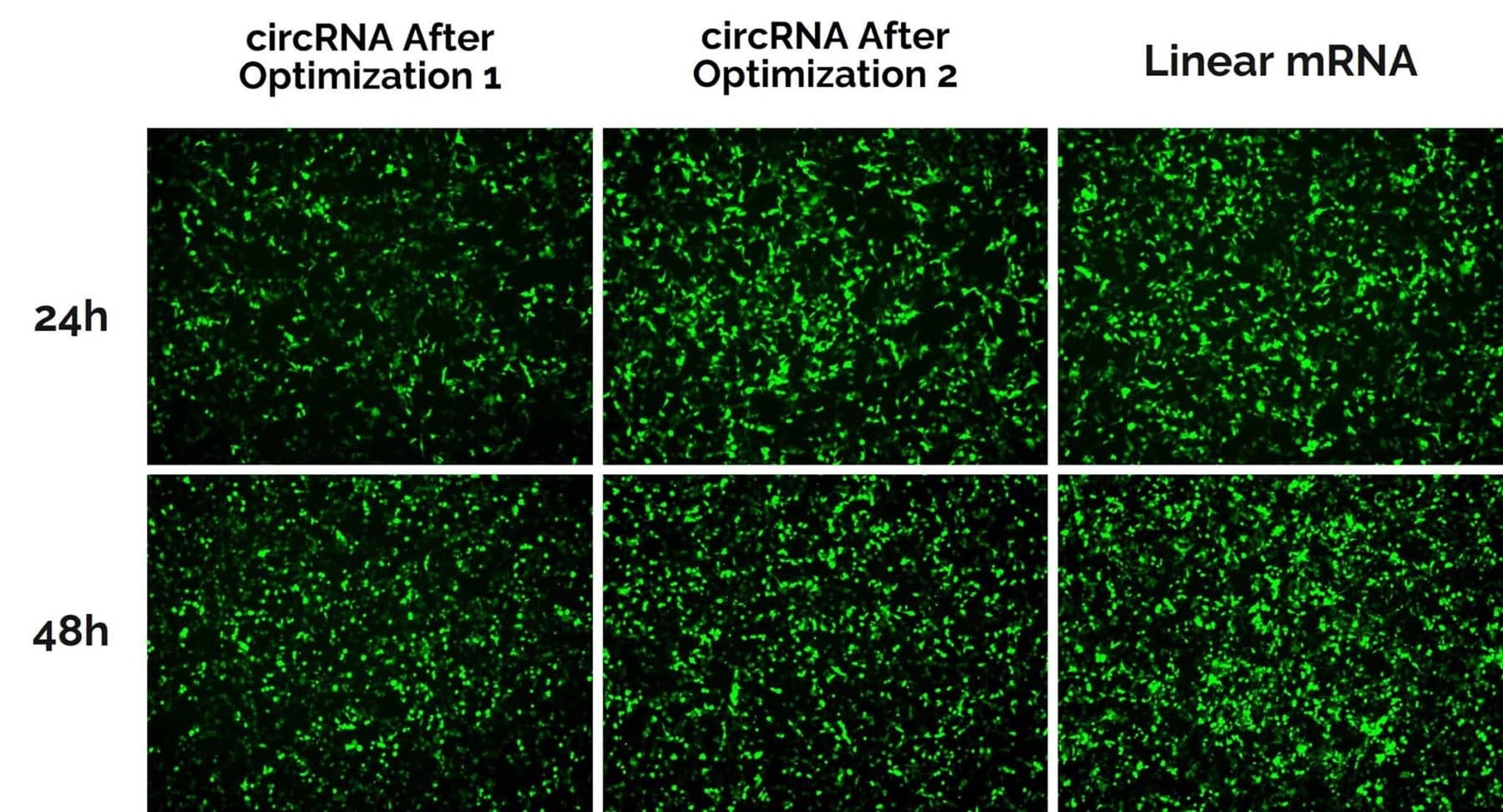 Fluorescent microscopy images showing comparable mRNA and circRNA expression over 24 and 48h.