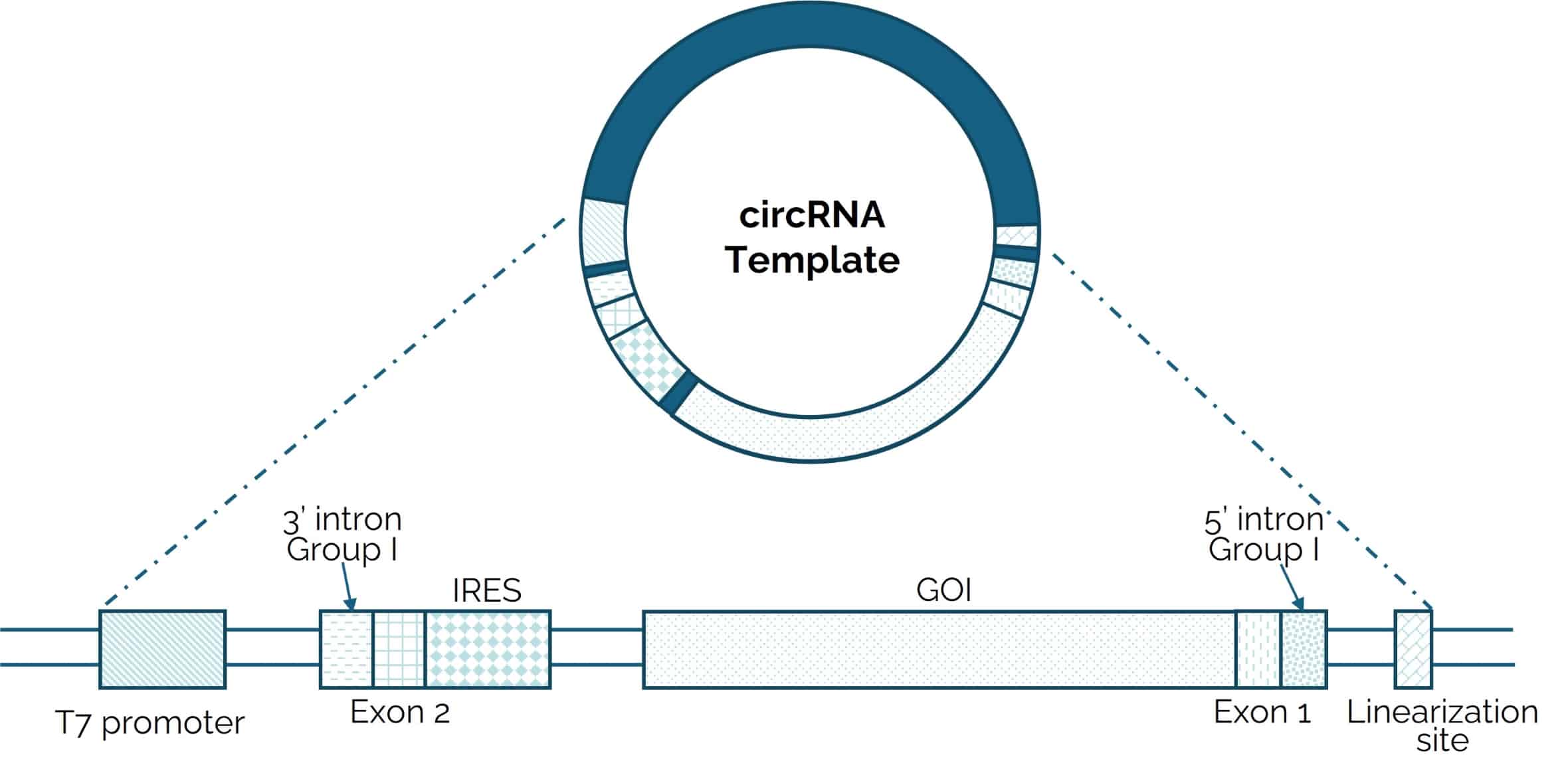 circRNA template design diagram.