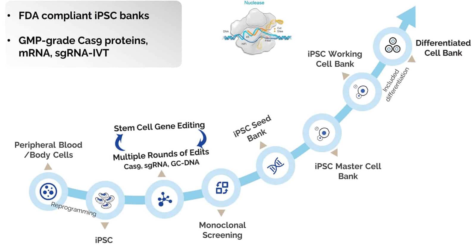 iPSC generation diagram using uBriGene’s reprogramming RNA-LNP cocktail.