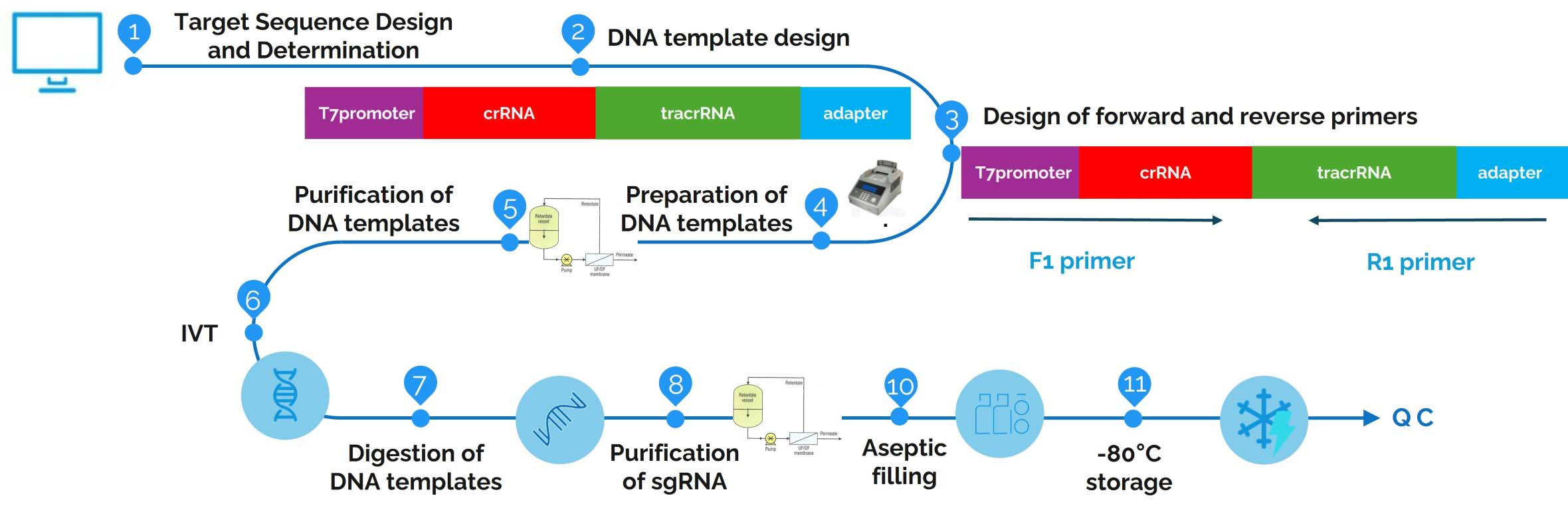 uBriGene's GMP sgRNA IVT manufacturing workflow.